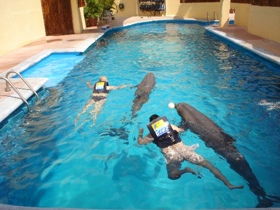 Nandando con delfines. Lo mejor del viaje.